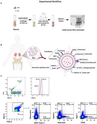 Circulating plasma-derived extracellular vesicles expressing bone and kidney markers are associated with neurocognitive impairment in people living with HIV